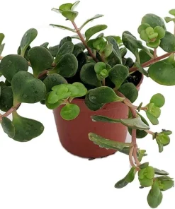 Emerald Green Sedum Live Plant - Sedum spurium 'Makinoi' - 2.5