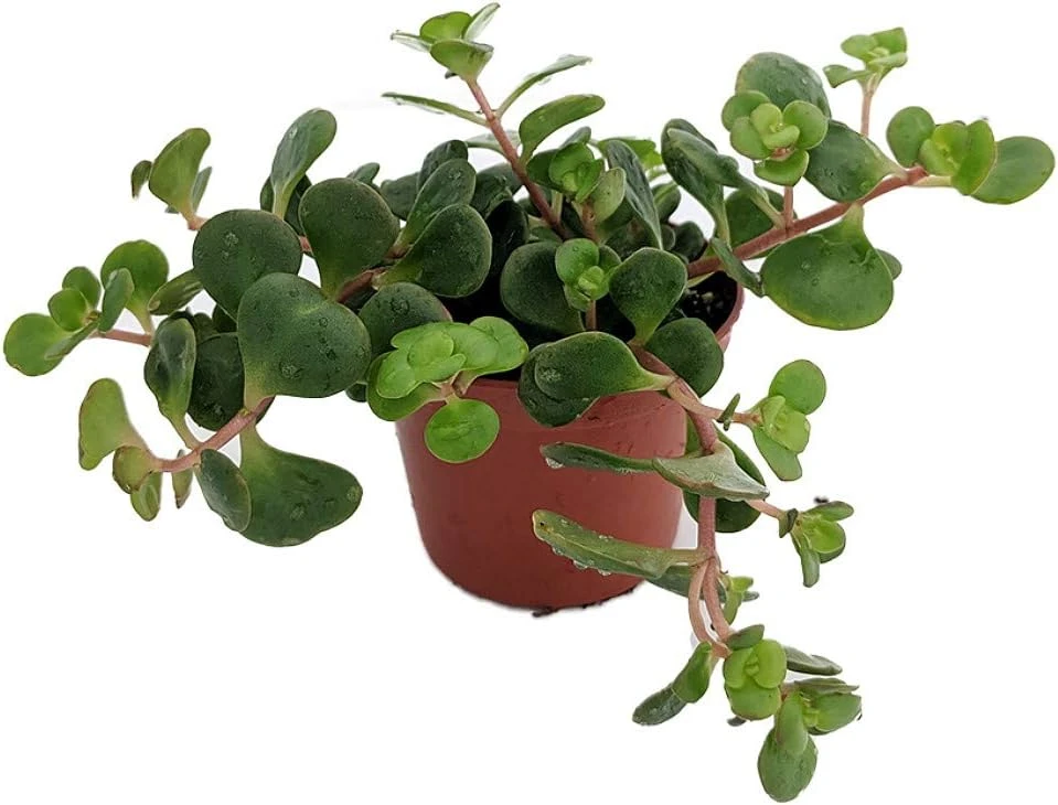 Emerald Green Sedum Live Plant - Sedum spurium 'Makinoi' - 2.5" Pot - Indoor/Outdoor - Image 1