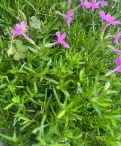 Emerald Pink Phlox Perennial Live Plant – Quart Pot – Outdoor Flowering - Image 2