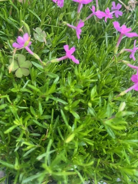 Emerald Pink Phlox Perennial Live Plant – Quart Pot – Outdoor Flowering - Image 2