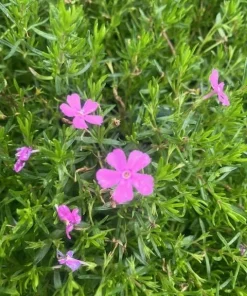 Emerald Pink Phlox Perennial Live Plant – Quart Pot – Outdoor Flowering - Image 3