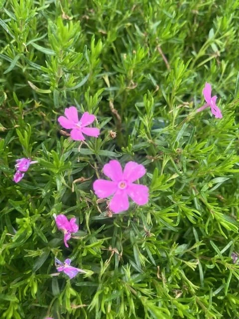 Emerald Pink Phlox Perennial Live Plant – Quart Pot – Outdoor Flowering - Image 3