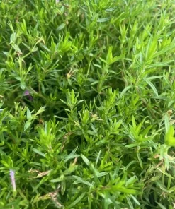 Emerald Pink Phlox Perennial Live Plant – Quart Pot – Outdoor Flowering - Image 4