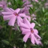 Emerald Pink Phlox Perennial Live Plant – Quart Pot – Outdoor Flowering - Image 1