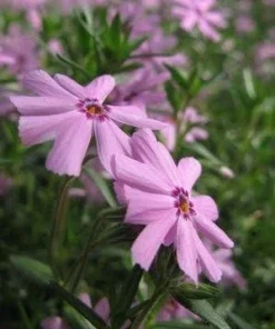 Emerald Pink Phlox Perennial Live Plant – Quart Pot – Outdoor Flowering - Image 1