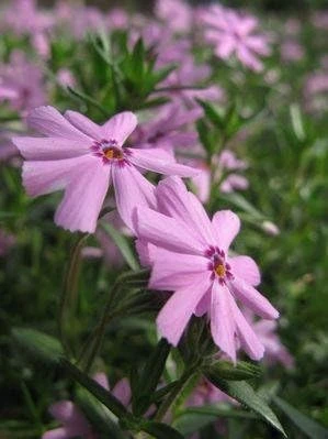 Emerald Pink Phlox Perennial Live Plant – Quart Pot – Outdoor Flowering - Image 1