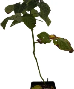 Encore Raspberry Live Plant - Late Season, Heavy Yield - 3.25 inch Pot - Image 2