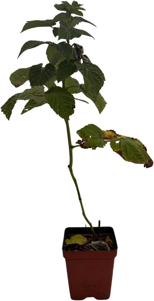 Encore Raspberry Live Plant - Late Season, Heavy Yield - 3.25 inch Pot - Image 2