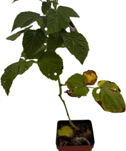 Encore Raspberry Live Plant - Late Season, Heavy Yield - 3.25 inch Pot - Image 3