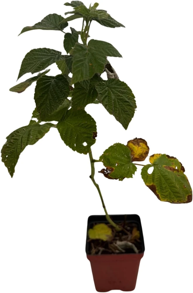 Encore Raspberry Live Plant - Late Season, Heavy Yield - 3.25 inch Pot - Image 3