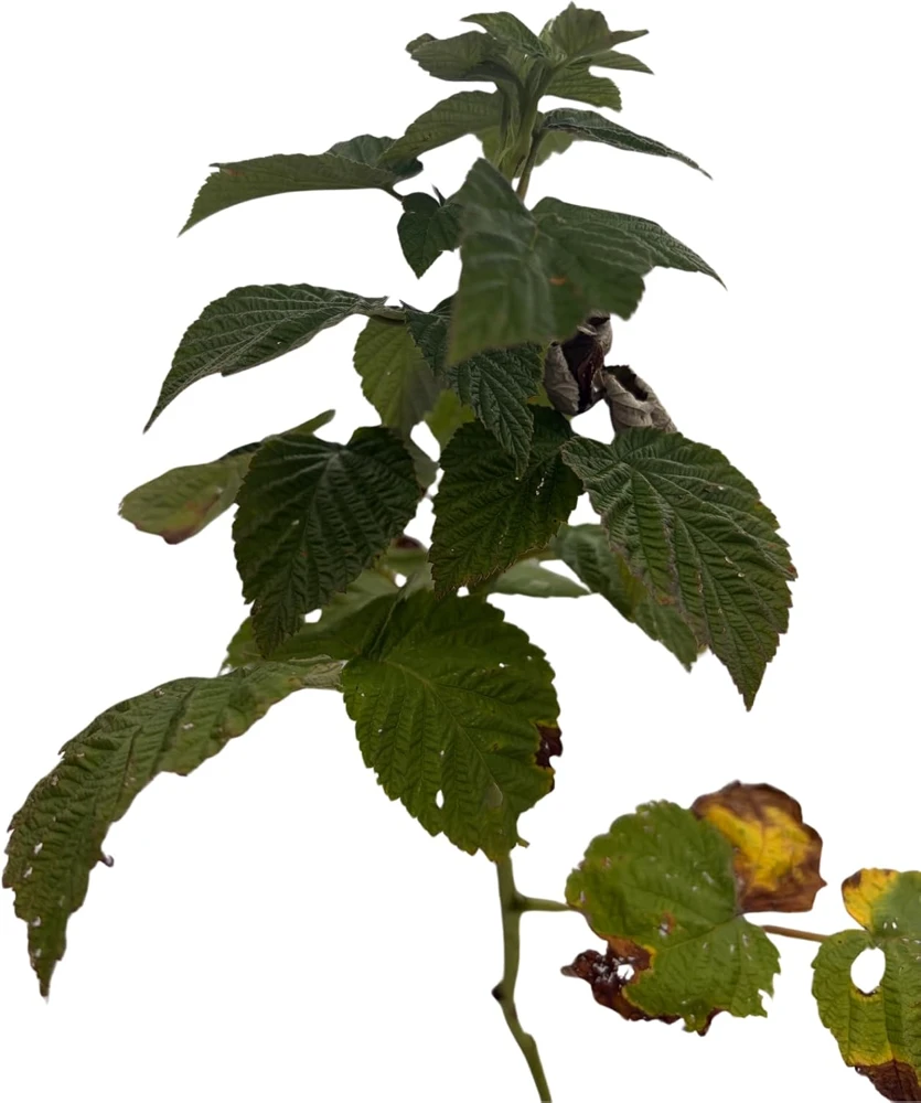 Encore Raspberry Live Plant - Late Season, Heavy Yield - 3.25 inch Pot - Image 4