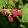 Encore Raspberry Live Plant - Late Season, Heavy Yield - 3.25 inch Pot - Image 1