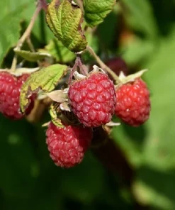 Encore Raspberry Live Plant - Late Season, Heavy Yield - 3.25 inch Pot - Image 1