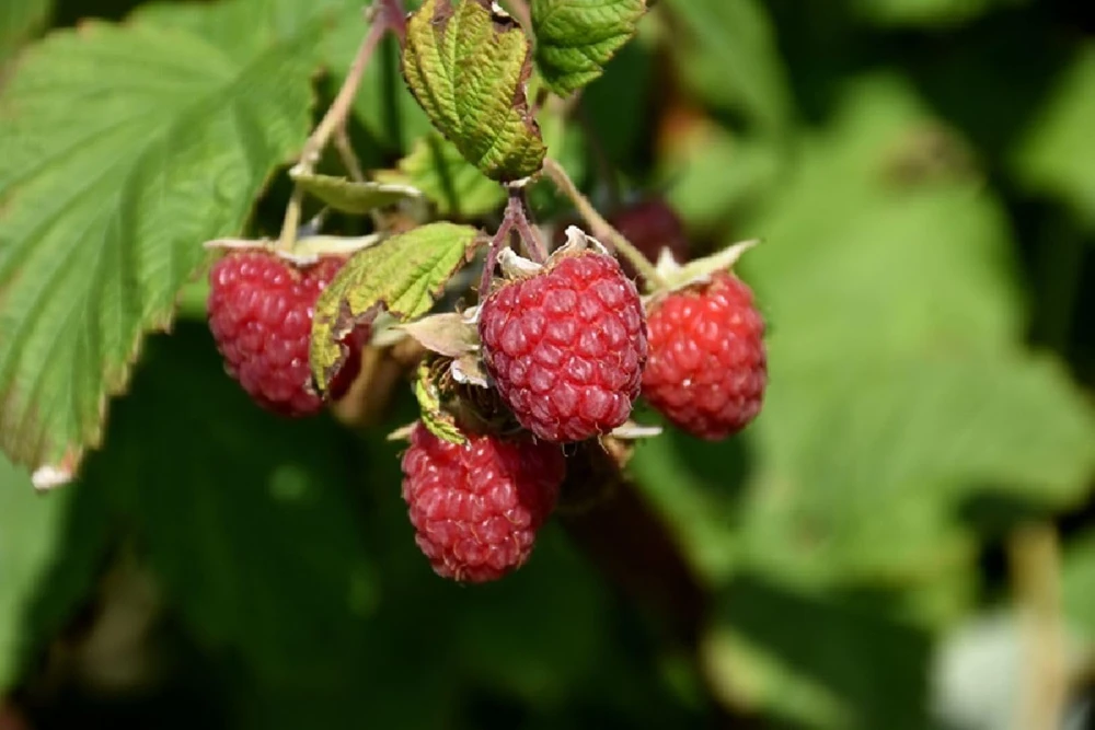 Encore Raspberry Live Plant - Late Season, Heavy Yield - 3.25 inch Pot - Image 1