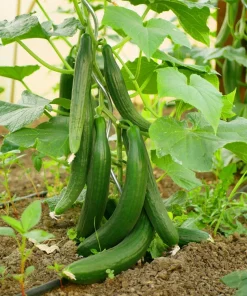 English Cucumber Seeds - 30 Count - Burpless, Sweet, Greenhouse Ready - Image 2