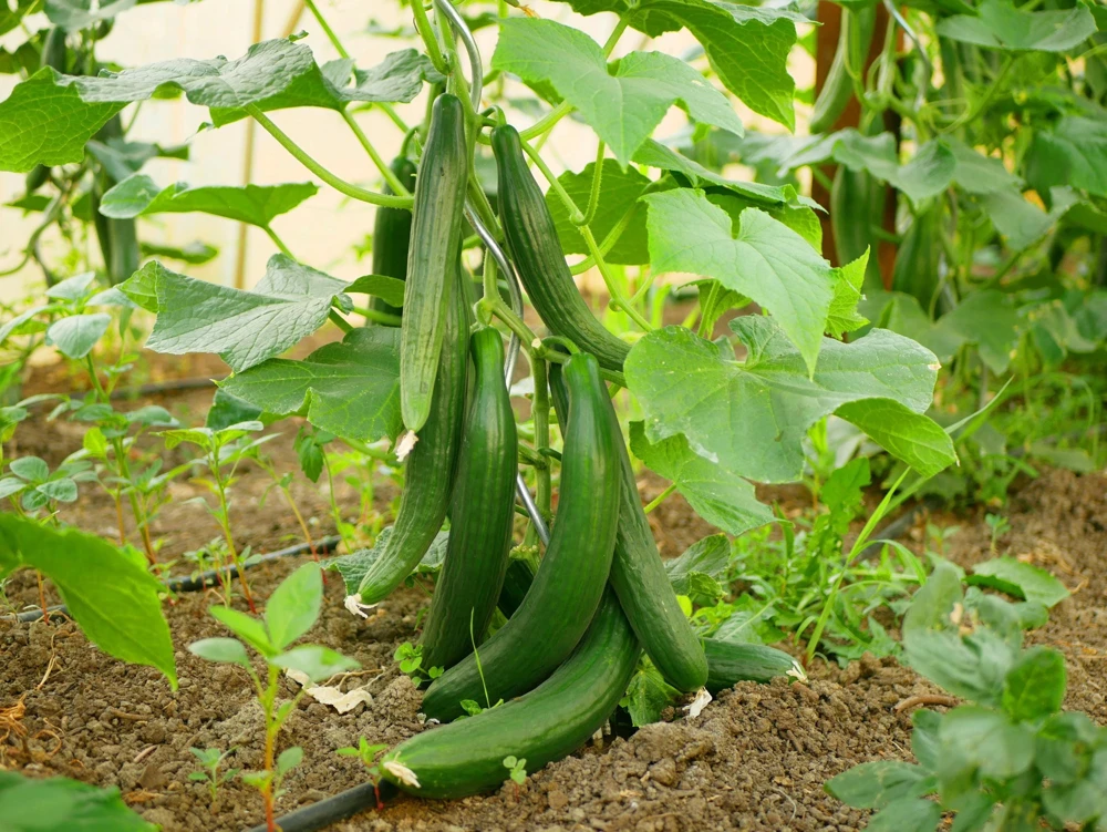 English Cucumber Seeds - 30 Count - Burpless, Sweet, Greenhouse Ready - Image 2