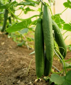 English Cucumber Seeds - 30 Count - Burpless, Sweet, Greenhouse Ready - Image 3