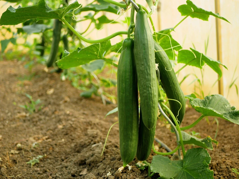 English Cucumber Seeds - 30 Count - Burpless, Sweet, Greenhouse Ready - Image 3