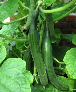 English Cucumber Seeds - 30 Count - Burpless, Sweet, Greenhouse Ready - Image 6