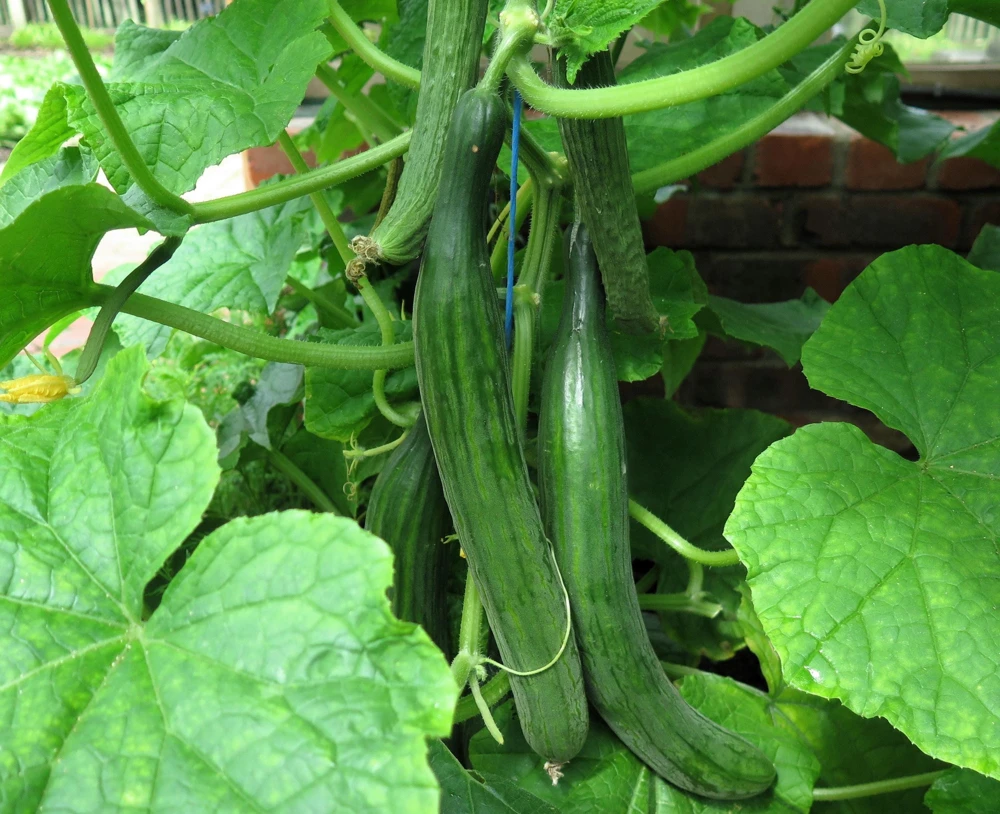English Cucumber Seeds - 30 Count - Burpless, Sweet, Greenhouse Ready - Image 6