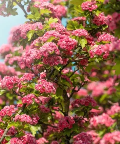 English Hawthorn Tree Seeds - 20 Crataegus Laevigata Mayflower Edible Fruit - Image 10