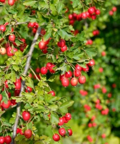 English Hawthorn Tree Seeds - 20 Crataegus Laevigata Mayflower Edible Fruit - Image 11