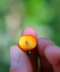English Hawthorn Tree Seeds - 20 Crataegus Laevigata Mayflower Edible Fruit - Image 12