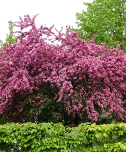 English Hawthorn Tree Seeds - 20 Crataegus Laevigata Mayflower Edible Fruit - Image 2