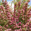 English Hawthorn Tree Seeds - 20 Crataegus Laevigata Mayflower Edible Fruit - Image 1