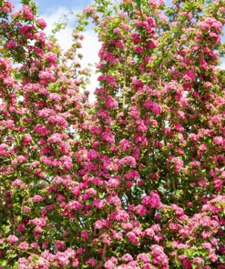 English Hawthorn Tree Seeds - 20 Crataegus Laevigata Mayflower Edible Fruit - Image 1