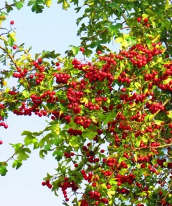 English Hawthorn Tree Seeds - 20 Crataegus Laevigata Mayflower Edible Fruit - Image 3