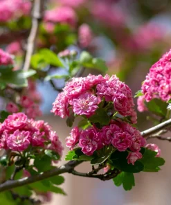 English Hawthorn Tree Seeds - 20 Crataegus Laevigata Mayflower Edible Fruit - Image 4