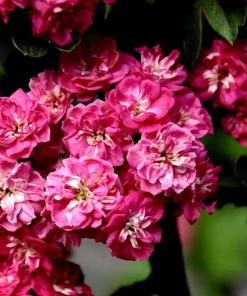 English Hawthorn Tree Seeds - 20 Crataegus Laevigata Mayflower Edible Fruit - Image 5