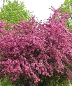English Hawthorn Tree Seeds - 20 Crataegus Laevigata Mayflower Edible Fruit - Image 6