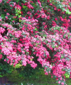 English Hawthorn Tree Seeds - 20 Crataegus Laevigata Mayflower Edible Fruit - Image 7