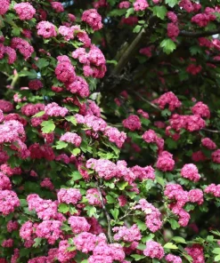 English Hawthorn Tree Seeds - 20 Crataegus Laevigata Mayflower Edible Fruit - Image 8