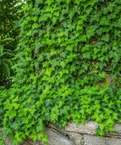English Ivy Live Plant 2-Pack - Hedera Helix Trailing Vine 3-5 Inch Tall Indoor/Outdoor - Image 2
