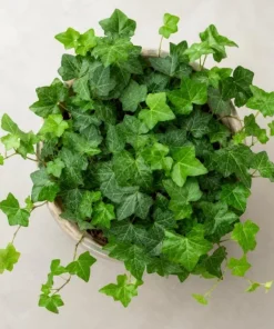 English Ivy Live Plant 2-Pack - Hedera Helix Trailing Vine 3-5 Inch Tall Indoor/Outdoor - Image 3