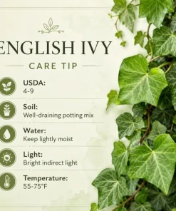 English Ivy Live Plant 2-Pack - Hedera Helix Trailing Vine 3-5 Inch Tall Indoor/Outdoor - Image 4