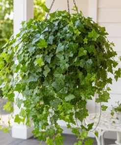 English Ivy Live Plant 2-Pack - Hedera Helix Trailing Vine 3-5 Inch Tall Indoor/Outdoor - Image 5