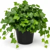 English Ivy Live Plant 2-Pack - Hedera Helix Trailing Vine 3-5 Inch Tall Indoor/Outdoor - Image 1