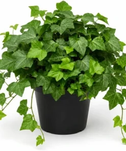 English Ivy Live Plant 2-Pack - Hedera Helix Trailing Vine 3-5 Inch Tall Indoor/Outdoor - Image 1