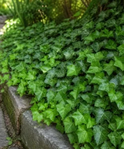 English Ivy Live Plant – 2 Plants, 3-5 Inches Tall in 4 Inch Pot – Indoor/Outdoor Trailing Vine - Image 2