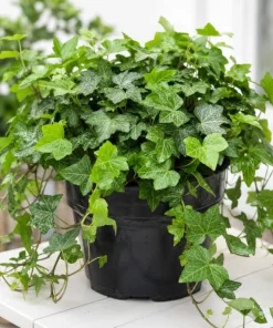 English Ivy Live Plant – 2 Plants, 3-5 Inches Tall in 4 Inch Pot – Indoor/Outdoor Trailing Vine - Image 6