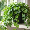 English Ivy Live Plant – 2 Plants, 3-5 Inches Tall in 4 Inch Pot – Indoor/Outdoor Trailing Vine - Image 1