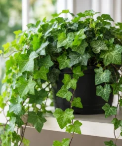 English Ivy Live Plant – 2 Plants, 3-5 Inches Tall in 4 Inch Pot – Indoor/Outdoor Trailing Vine - Image 1