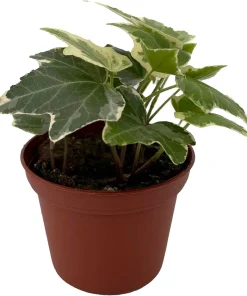 English Ivy Live Plant - Hedera helix - Easy Care Houseplant - 2.5 inch Pot - Image 2
