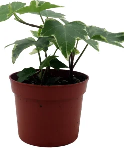 English Ivy Live Plant - Hedera helix - Easy Care Houseplant - 2.5 inch Pot - Image 3