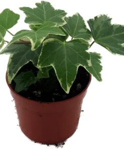 English Ivy Live Plant - Hedera helix - Easy Care Houseplant - 2.5 inch Pot - Image 4