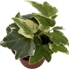 English Ivy Live Plant - Hedera helix - Easy Care Houseplant - 2.5 inch Pot - Image 1